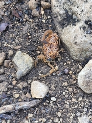 Centruroides vittatus