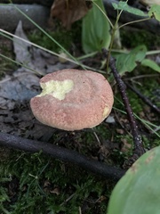 Boletellus chrysenteroides