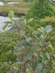 Amelanchier canadensis