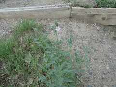 Sphaeralcea fendleri