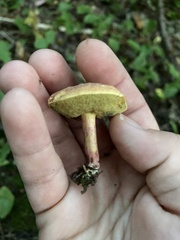 Boletellus chrysenteroides