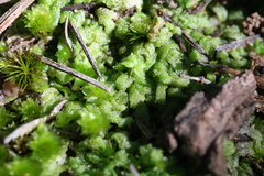 Riccia