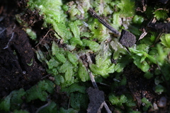 Riccia