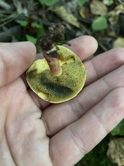 Boletellus chrysenteroides