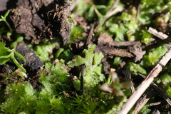 Riccia