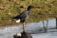 Porphyrio melanotus