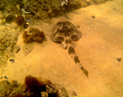 Trygonorrhina dumerilii