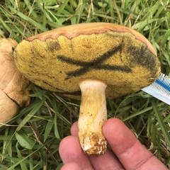 Boletus patrioticus
