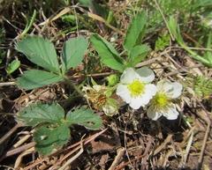 Fragaria vesca