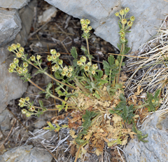 Potentilla pensylvanica