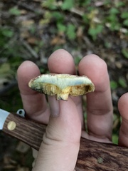Boletellus chrysenteroides