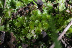 Rosulabryum