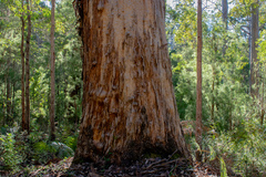 Eucalyptus diversicolor