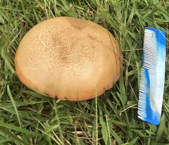 Boletus patrioticus