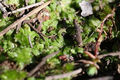 Riccia