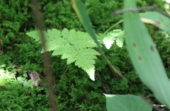 Gymnocarpium dryopteris