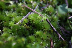 Rosulabryum