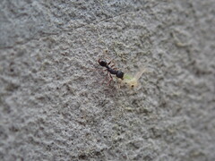 Tetramorium immigrans