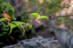 Helinus integrifolius