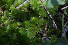 Rosulabryum