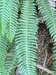 Struthiopteris spicant