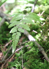 Gymnocarpium dryopteris