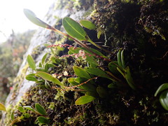 Epidendrum secundum
