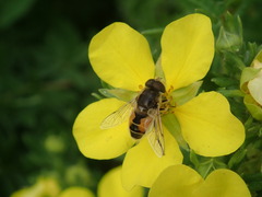 Eristalis arbustorum