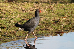 Porphyrio melanotus
