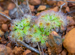 Drosera pulchella