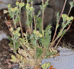 Potentilla pensylvanica