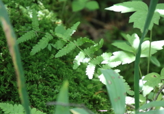 Thelypteris palustris