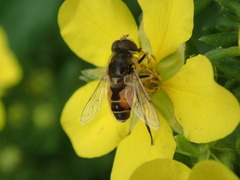 Eristalis arbustorum