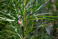 Persoonia longifolia