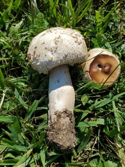 Hypomyces hyalinus