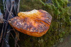 Piptoporus australiensis