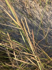 Sporobolus pumilus