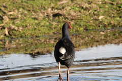 Porphyrio melanotus
