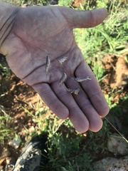 Bouteloua chondrosioides