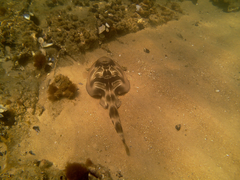 Trygonorrhina dumerilii