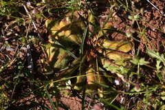 Drosera major