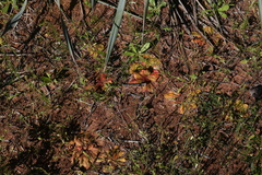 Drosera major