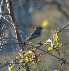 Serpophaga griseicapilla