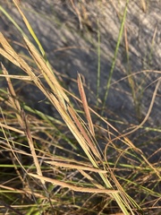 Sporobolus pumilus
