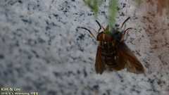 Tabanidae