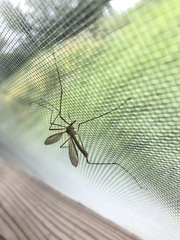 Tipula abdominalis