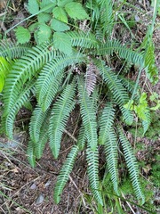 Struthiopteris spicant