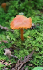 Hygrocybe miniata