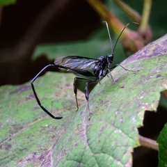 Pelecinus polyturator