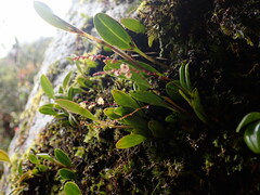 Epidendrum secundum